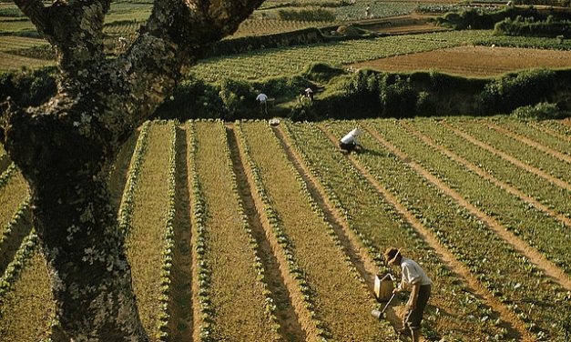 Pesticiden op groente en fruit