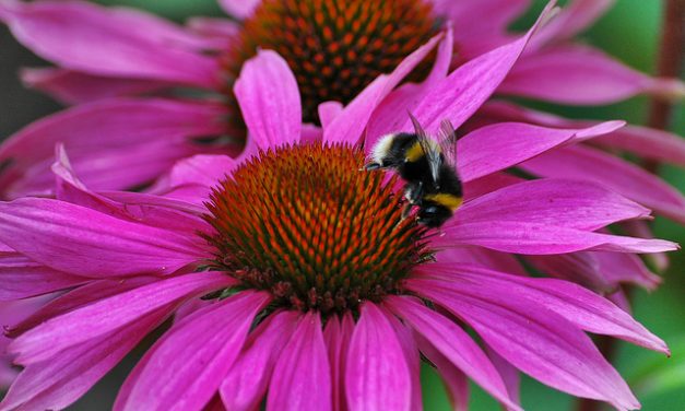 Werkt Echinacea tegen griep?