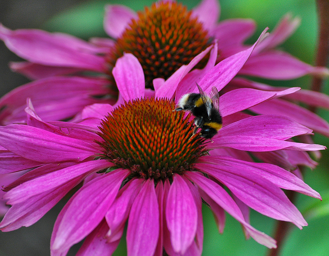 Werkt Echinacea tegen griep?