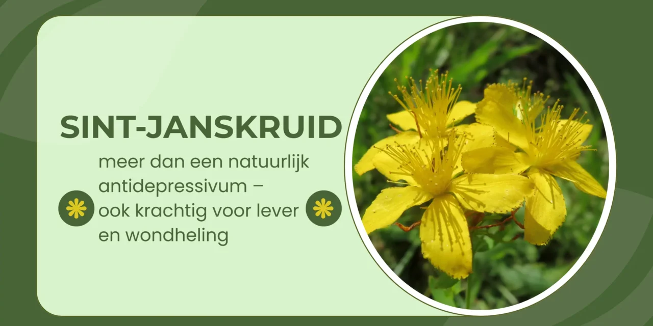 Sint-Janskruid: het zonnekruid dat je sterker maakt van binnen