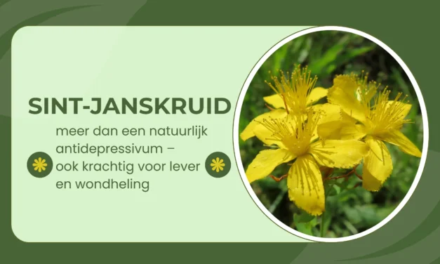 Sint-Janskruid: het zonnekruid dat je sterker maakt van binnen