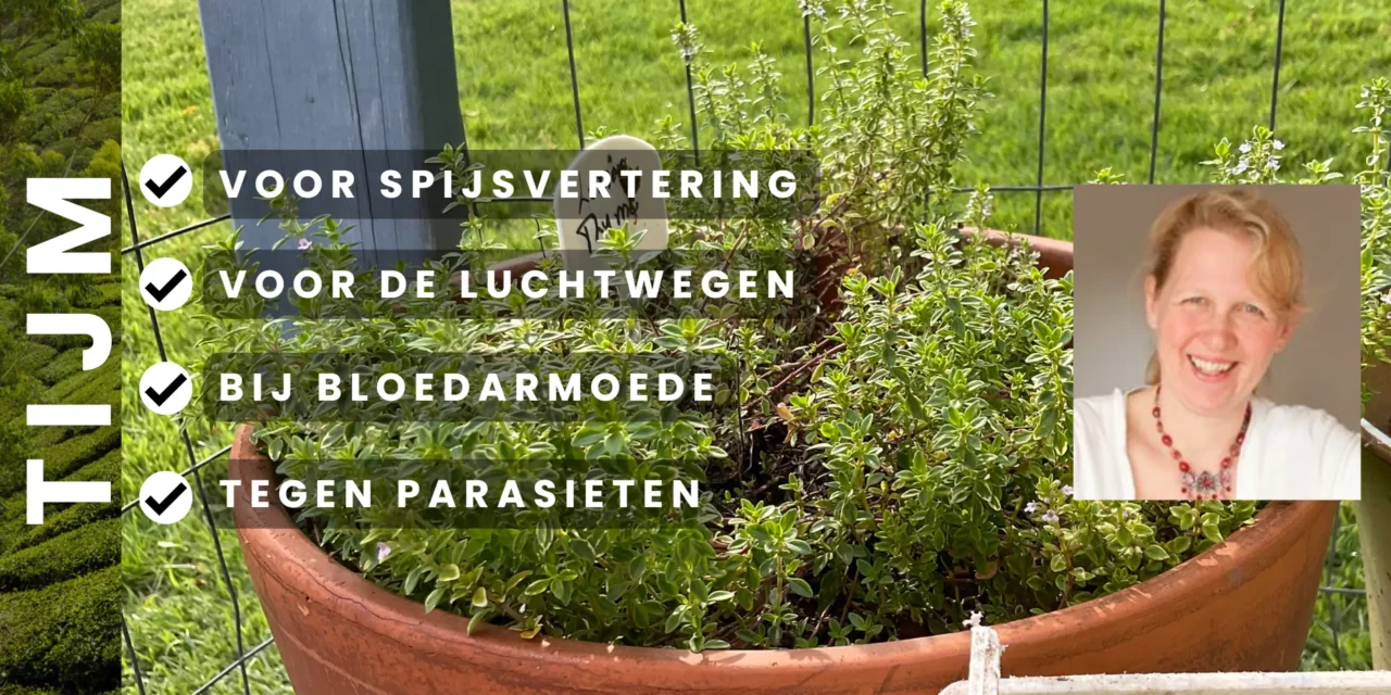 Tijm: het kruid van natuurlijke weerstand