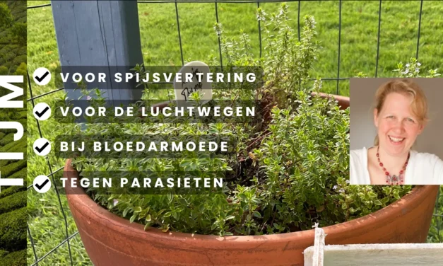 Tijm: het kruid van natuurlijke weerstand