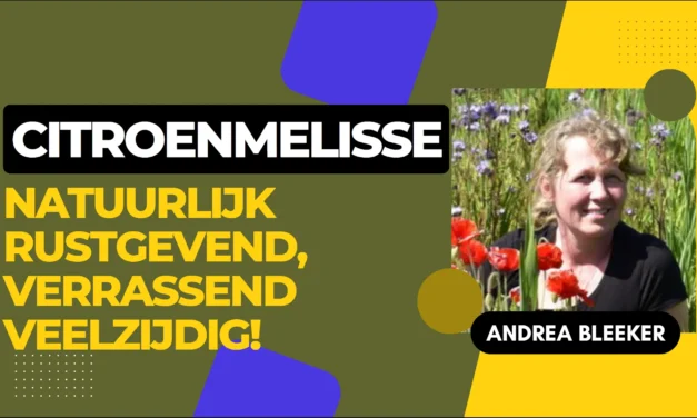 Citroenmelisse als wonderplant voor innerlijke rust