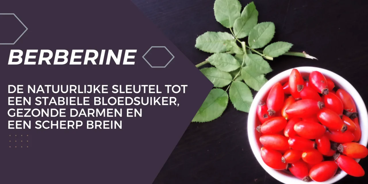 Berberine: natuurlijke krachtpatser voor bloedsuiker, darmen en brein