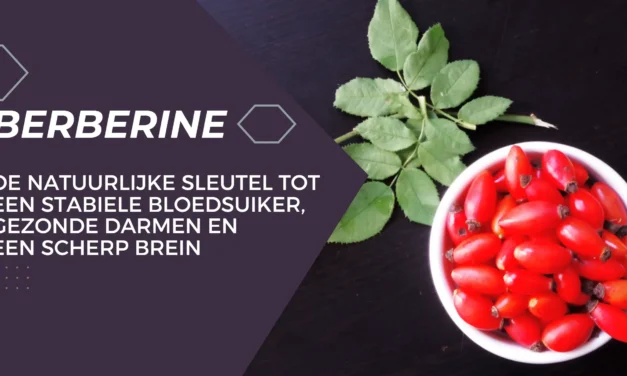 Berberine: natuurlijke krachtpatser voor bloedsuiker, darmen en brein