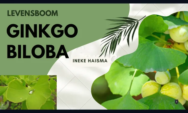 Ginkgo Biloba