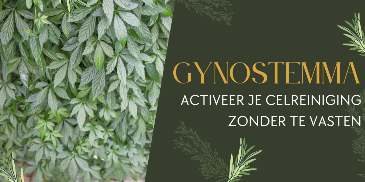 Gynostemma: het ‘kruid van de onsterfelijkheid’ dat je cellen laat opruimen