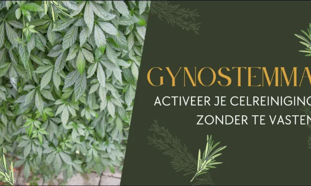 Gynostemma: het ‘kruid van de onsterfelijkheid’ dat je cellen laat opruimen