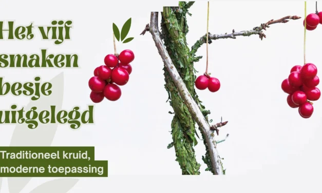 Schisandra: subtiele energiebooster