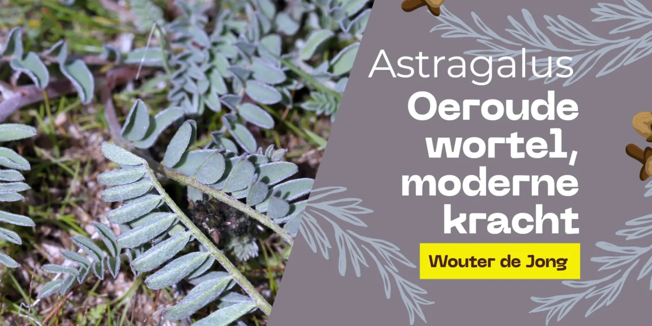Astragalus: veelzijdig kruid dat veroudering beïnvloedt