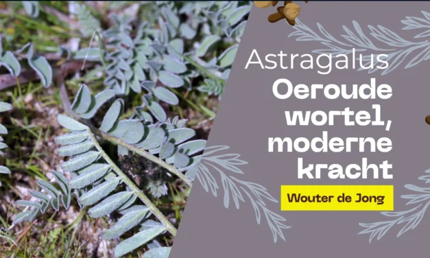 Astragalus: veelzijdig kruid dat veroudering beïnvloedt