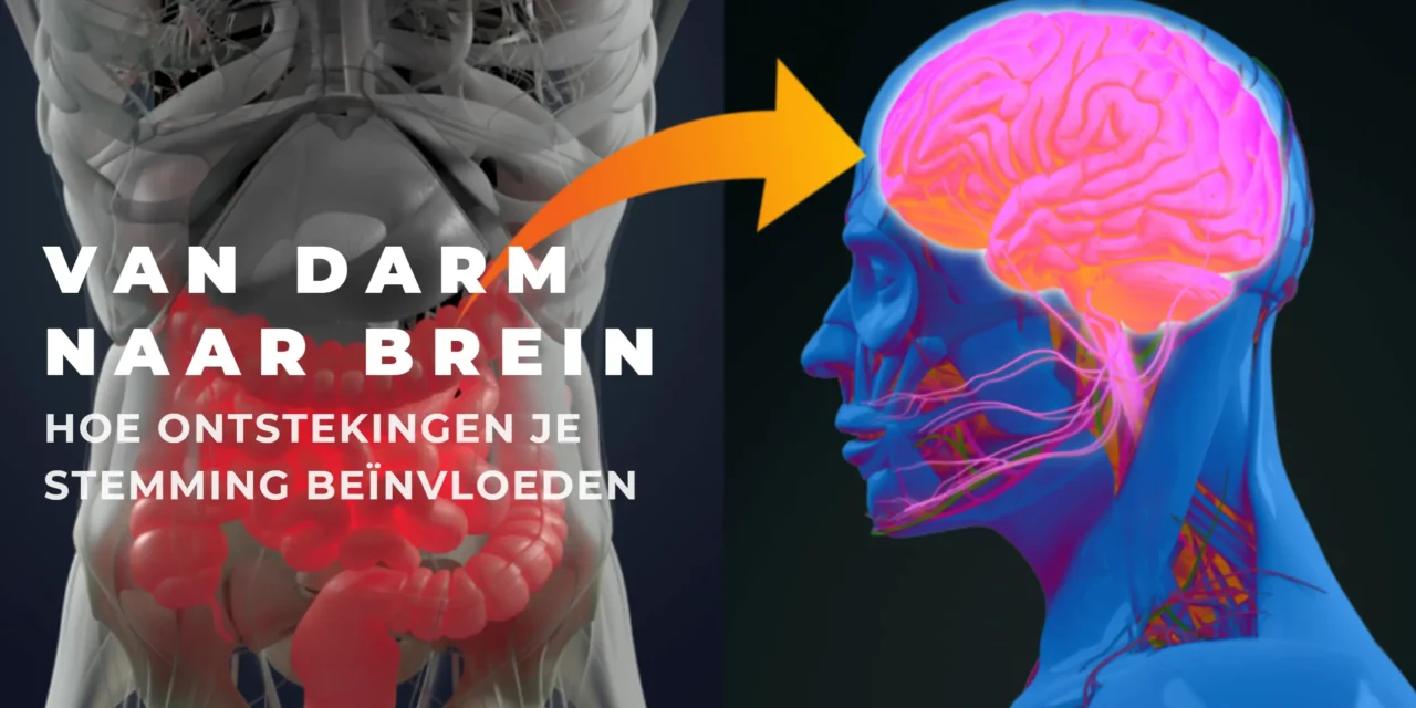 De darmen als tweede brein: hoe je microbioom je stemming stuurt