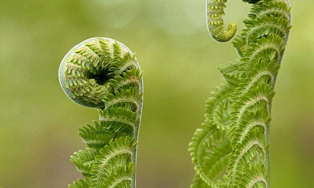 Natuurlijke zon-bescherming