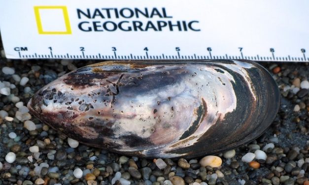 Effecten van groenlip-mossel
