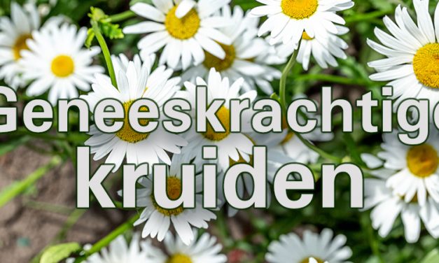 7 favoriete fytotherapie-kruiden