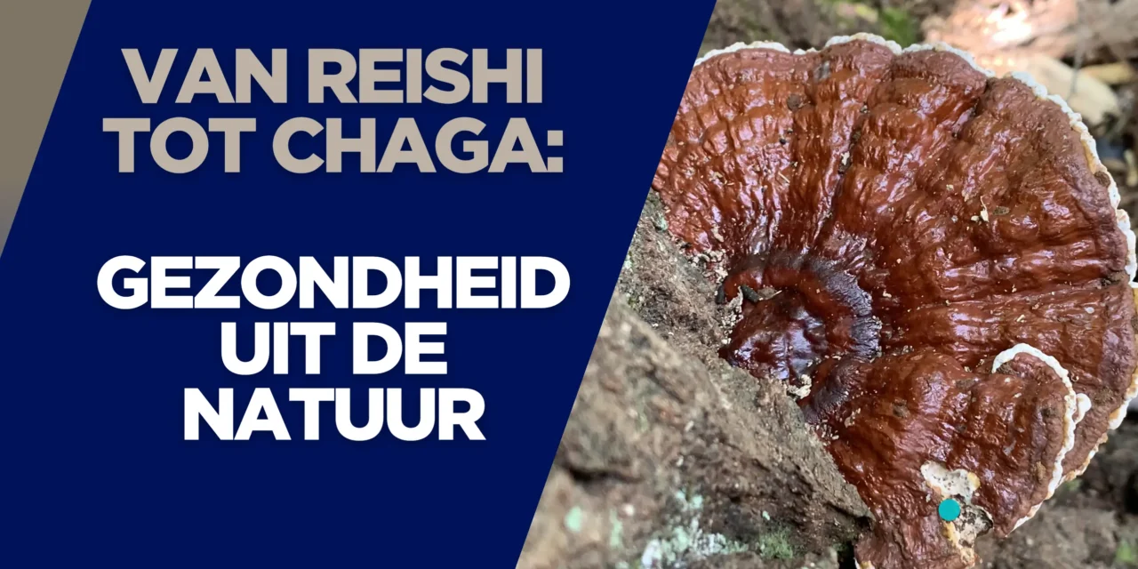 Medicinale paddenstoelen winnen terrein