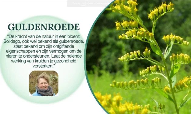 Kracht van het kruid guldenroede